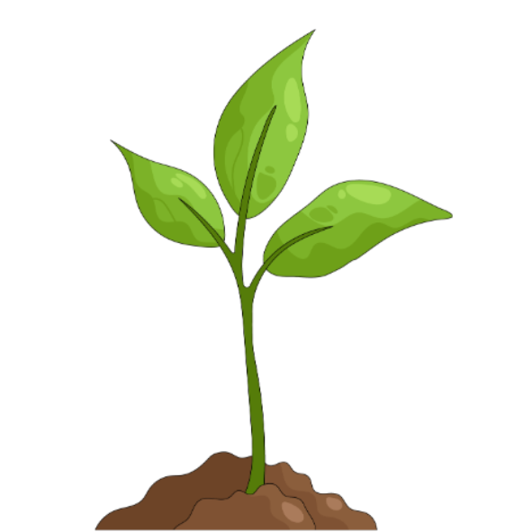 seed